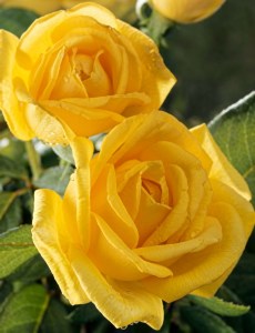 Radiant Perfume Hybrid Tea Rose (Gemini Upscale)